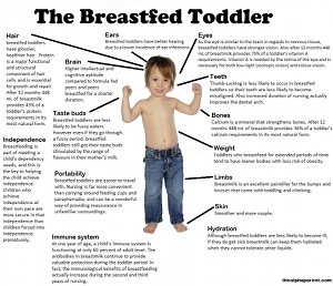 Breastfed Toddler Diagram