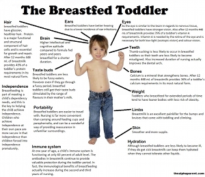 Breastfeed a Toddler--Why on Earth?