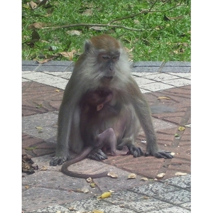 Monyet menyusu