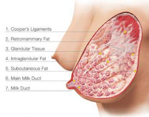 bre_breast_detail_en_l